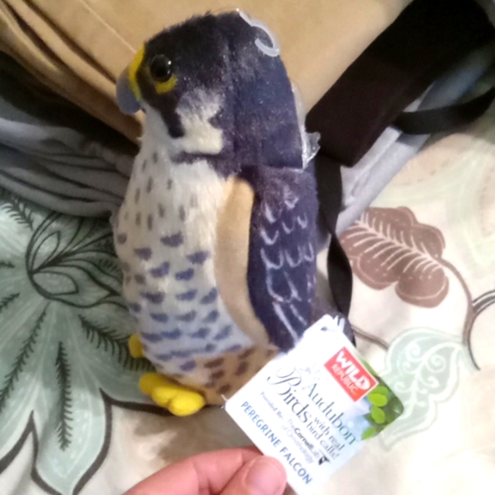 Audubon peregrine falcon